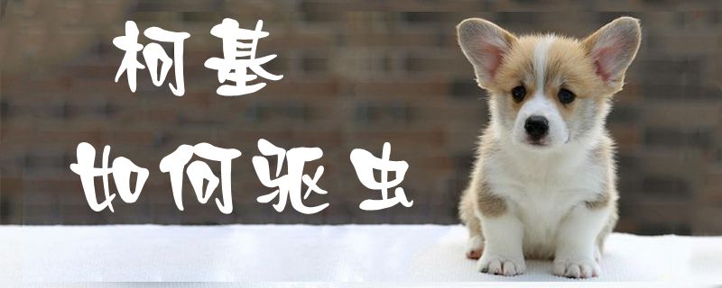 柯基如何驅(qū)蟲1