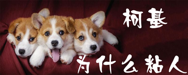 柯基為什么粘人1