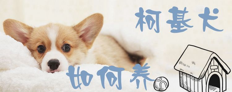 柯基犬如何養(yǎng)1