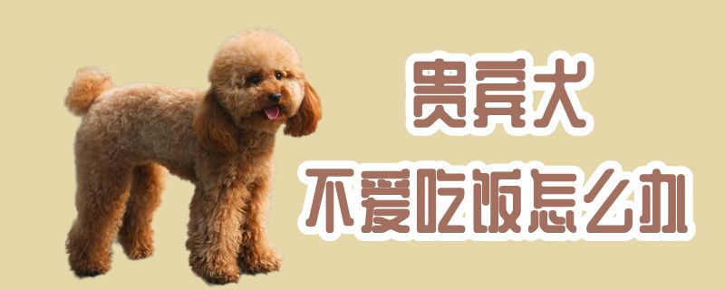 貴賓犬不愛(ài)吃飯?jiān)趺崔k