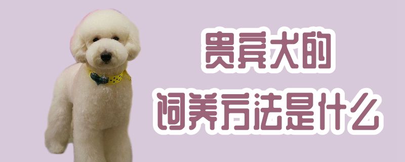 貴賓犬的飼養(yǎng)方法是什么