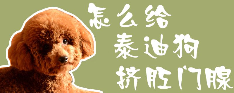 怎么給泰迪狗擠肛門腺1