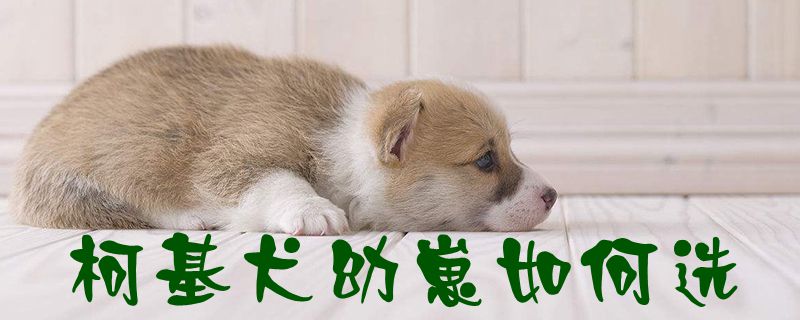 柯基犬幼崽如何選1
