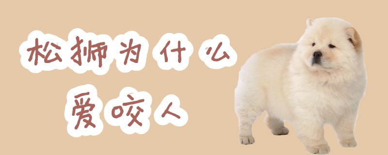 松獅為什么愛(ài)咬人