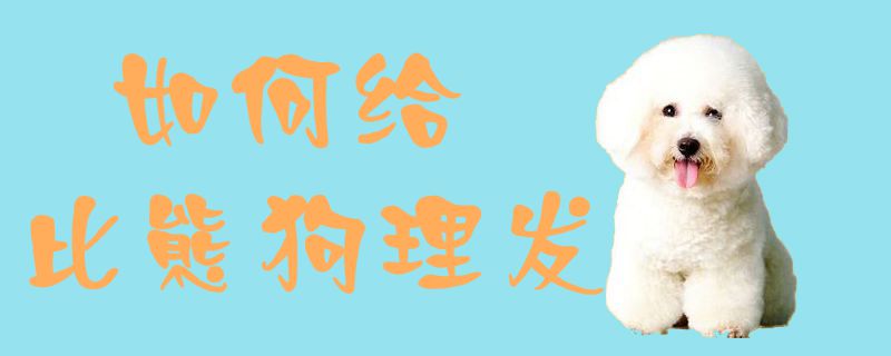 如何給比熊狗理發(fā)1