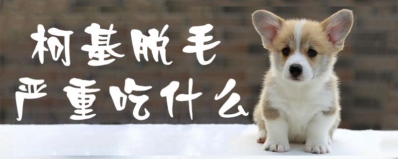 柯基脫毛嚴(yán)重吃什么1