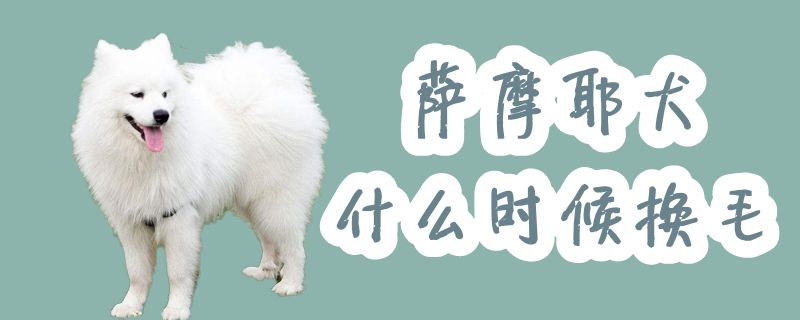 薩摩耶犬什么時(shí)候換毛