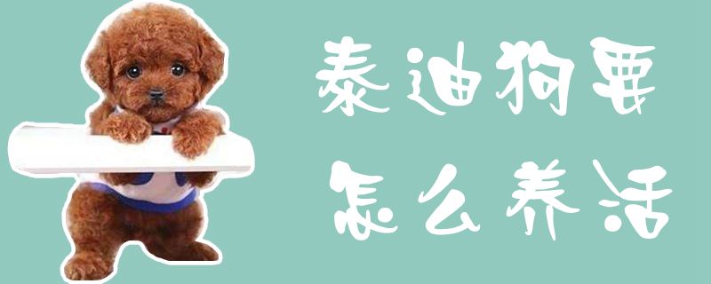 泰迪狗要怎么養(yǎng)活1