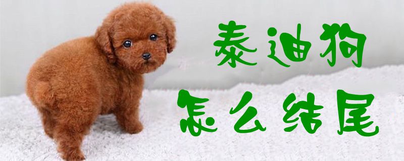 泰迪狗如何結(jié)尾1