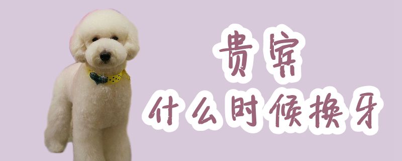 貴賓什么時(shí)候換牙