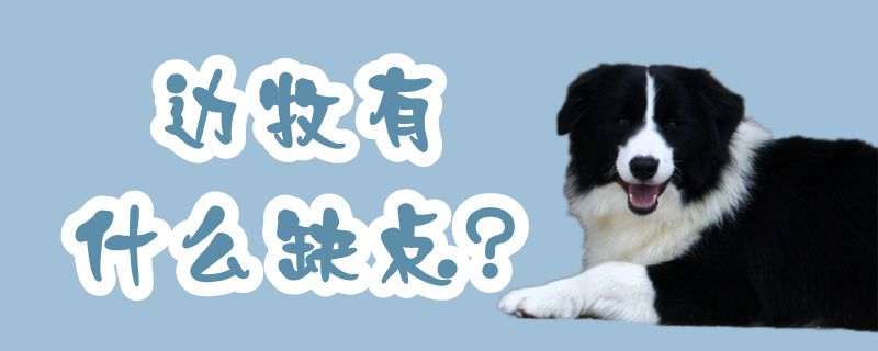 邊牧有什么缺點(diǎn)