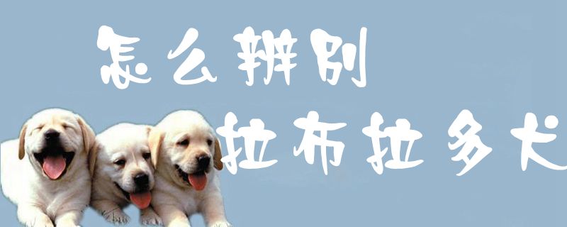 怎么辨別拉布拉多犬1