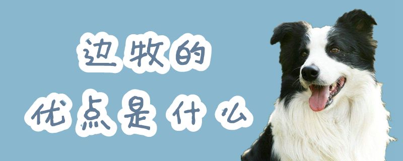 邊牧的優(yōu)點是什么