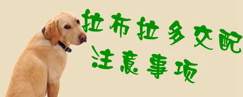 拉布拉多交配注意事項1