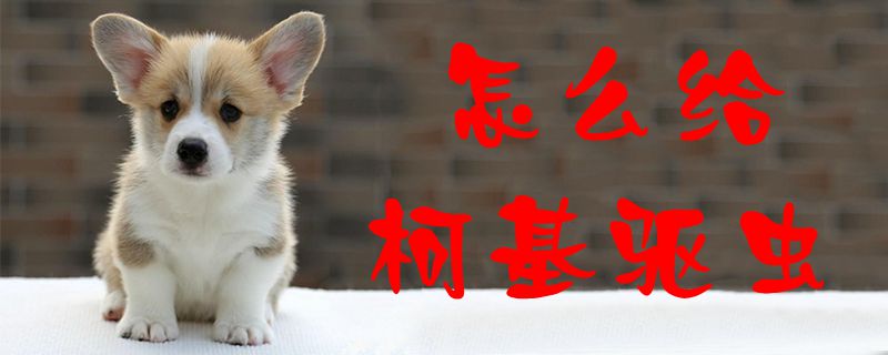 怎么給柯基驅(qū)蟲1