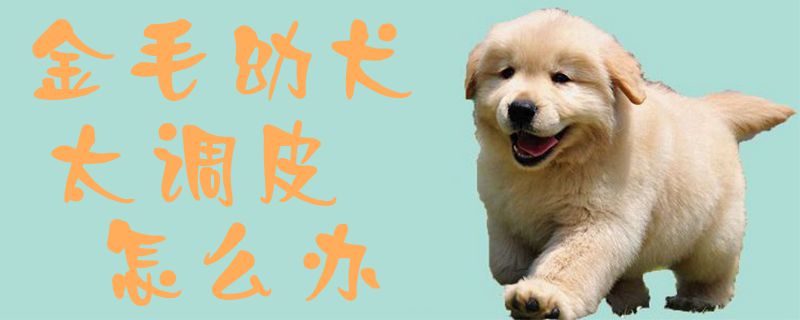 金毛幼犬太調(diào)皮怎么辦1