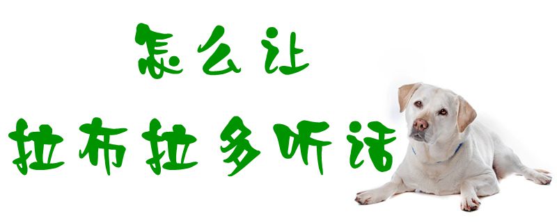 怎么讓拉布拉多聽話1