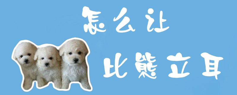 怎么讓比熊立耳1