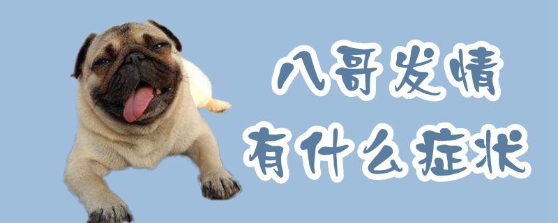 八哥發(fā)情有什么癥狀