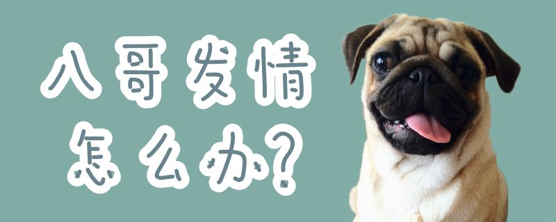 八哥發(fā)情怎么辦