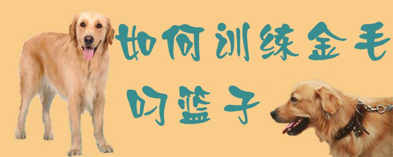 如何訓(xùn)練金毛叼籃子1