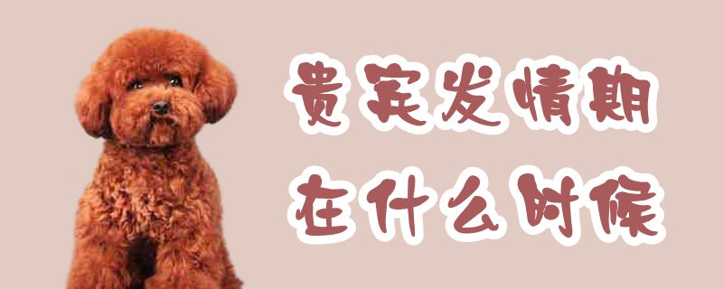 貴賓發(fā)情期在什么時(shí)候