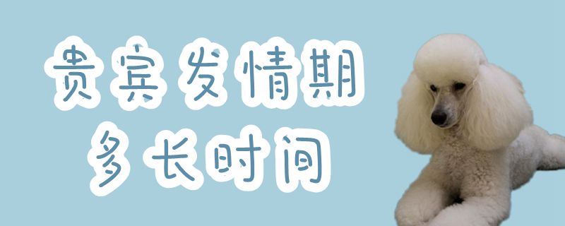 貴賓發(fā)情期多長(zhǎng)時(shí)間