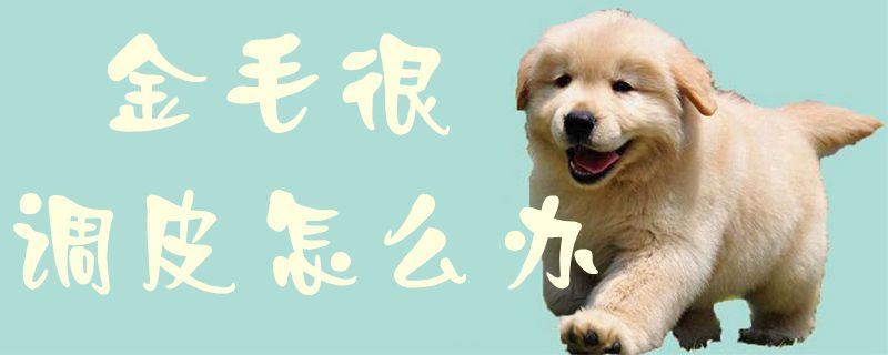 金毛很調(diào)皮怎么辦1