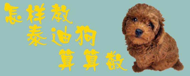 怎樣教泰迪狗算算數(shù)1