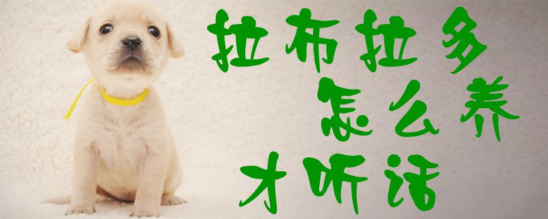 拉布拉多怎么養(yǎng)才聽話1