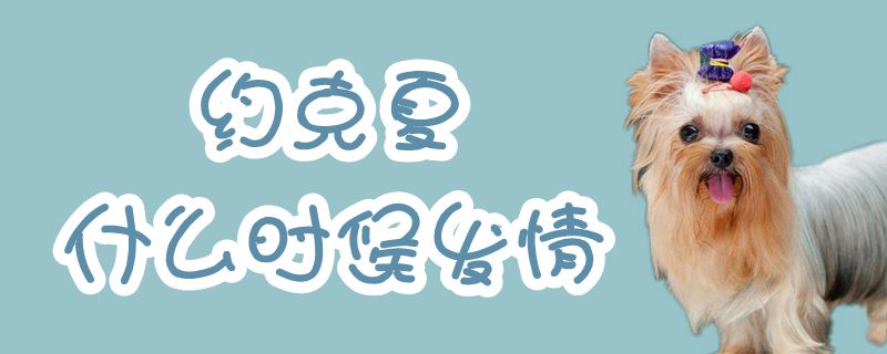 約克夏什么時(shí)候發(fā)情