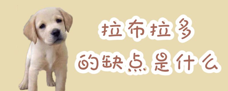 拉布拉多的缺點(diǎn)是什么