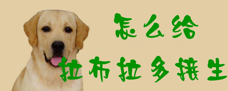 怎么給拉布拉多接生1