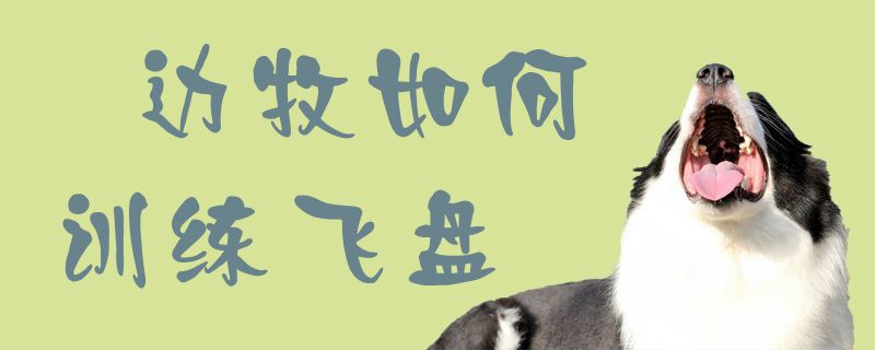 邊牧如何訓(xùn)練飛盤1