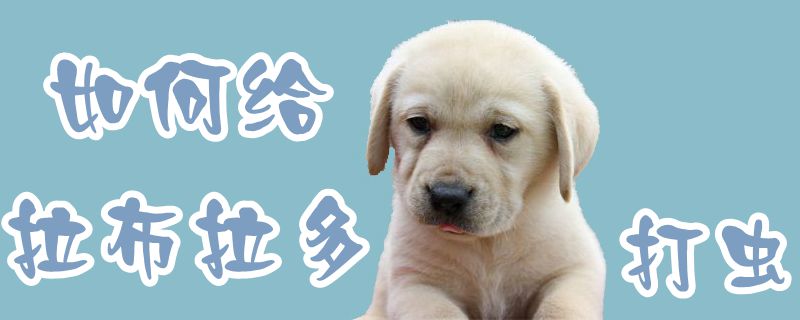 如何給拉布拉多打蟲1