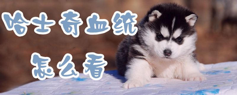 哈士奇血統(tǒng)怎么看1
