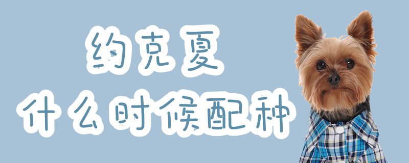 約克夏什么時候配種