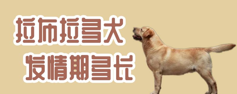 拉布拉多犬發(fā)情期多長