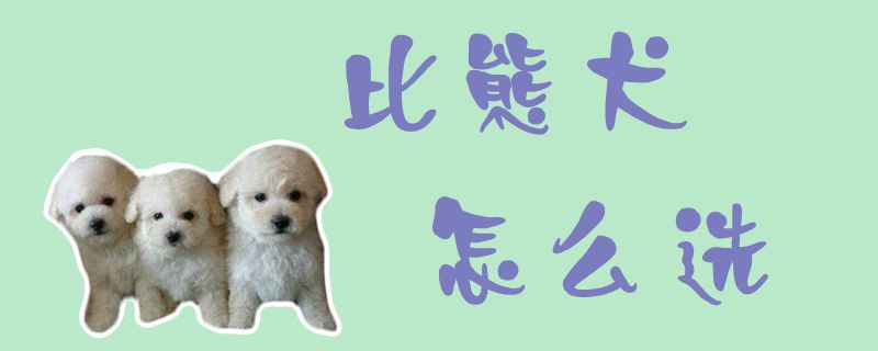 比熊犬怎么選1