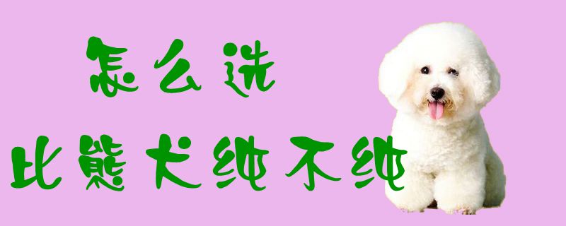 怎么選比熊犬純不純1