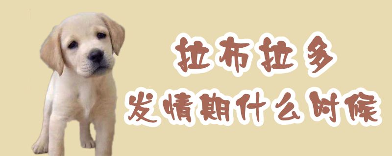 拉布拉多發(fā)情期什么時(shí)候