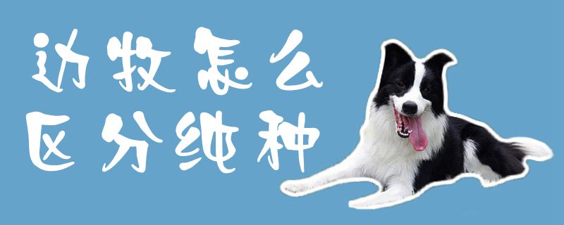 邊牧怎么區(qū)分純種1