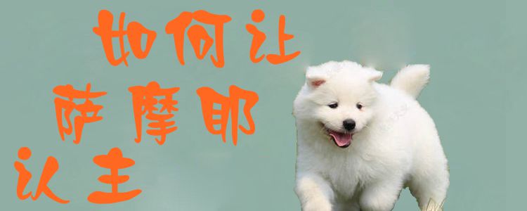 如何讓薩摩耶認(rèn)主1