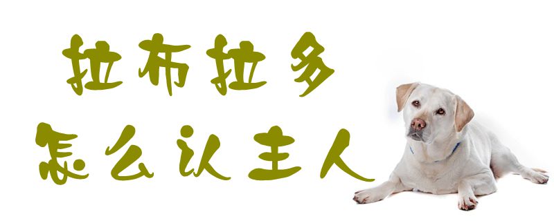 拉布拉多怎么認(rèn)主人1