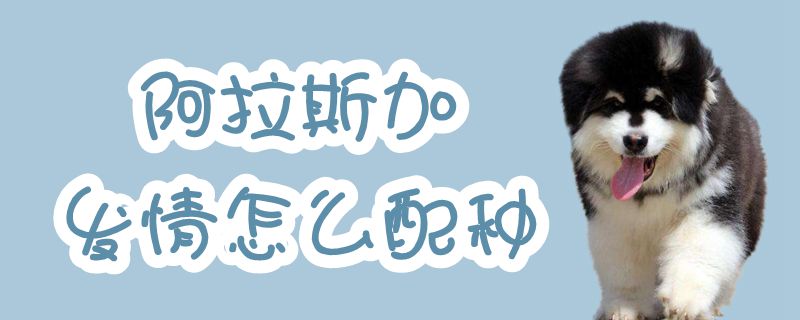 阿拉斯加發(fā)情怎么配種