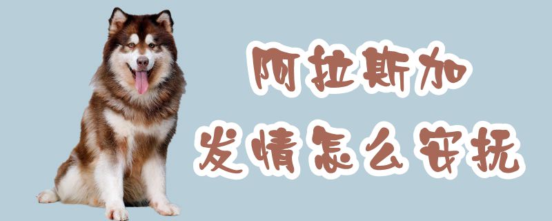 阿拉斯加發(fā)情怎么安撫