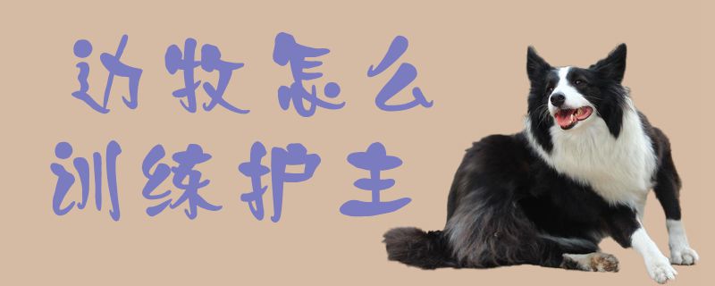 邊牧怎么訓(xùn)練護(hù)主1