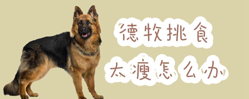 德牧挑食太瘦怎么辦