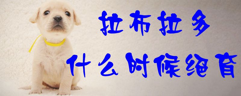 拉布拉多什么時(shí)候絕育1
