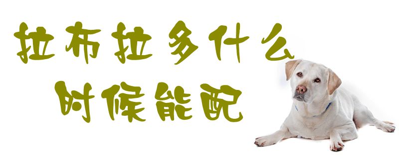 拉布拉多什么時(shí)候能配1